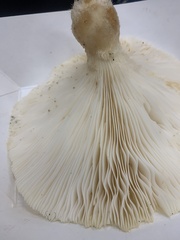 Pleurotus