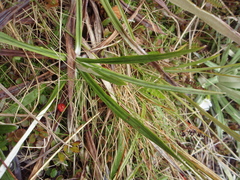 Celmisia ×pseudolyallii