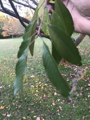 Magnoliopsida