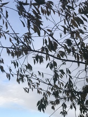 Magnoliopsida