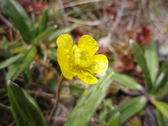 Ranunculus enysii