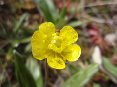 Ranunculus enysii
