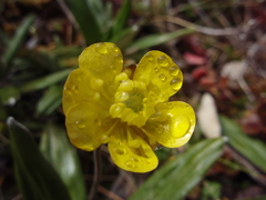 Ranunculus enysii