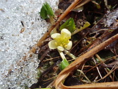 Caltha obtusa
