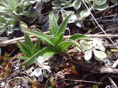 Dolichoglottis scorzoneroides