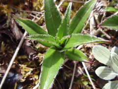 Dolichoglottis scorzoneroides