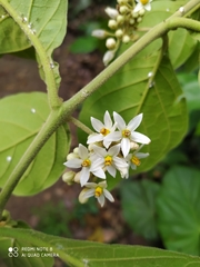 Angiospermae