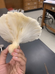 Pleurotus