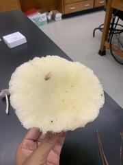 Pleurotus