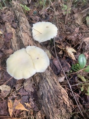 Pleurotus