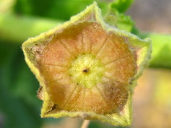 Malva sylvestris mauritiana