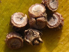 Malva sylvestris mauritiana