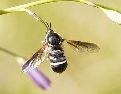 Leucopsina burnsi