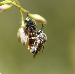 Leucopsina burnsi
