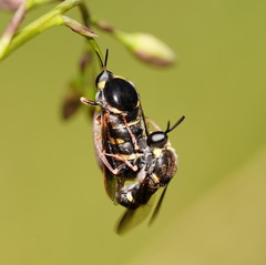 Leucopsina burnsi