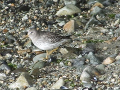 Calidris ptilocnemis