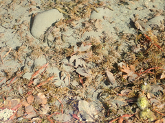 Hygrophila lacustris