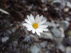 Celmisia laricifolia
