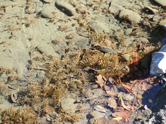 Hygrophila lacustris