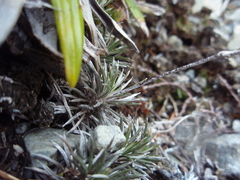 Celmisia laricifolia