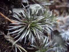 Celmisia laricifolia