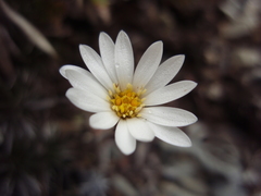 Celmisia laricifolia
