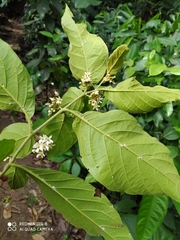 Angiospermae