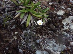 Celmisia laricifolia