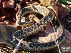 Thamnophis sirtalis sirtalis
