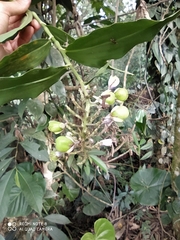 Commelinaceae