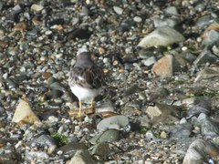 Calidris ptilocnemis