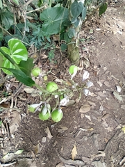 Commelinaceae