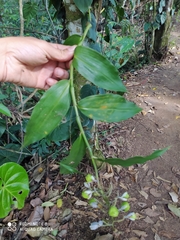 Commelinaceae
