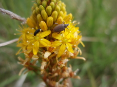 Eugnomus dispar