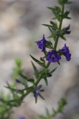 Stemodia florulenta