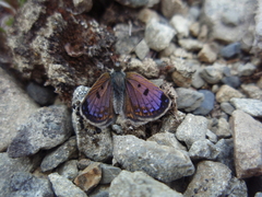 Lycaena tama