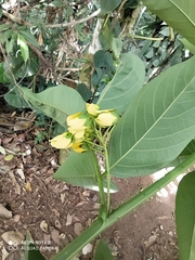 Senna
