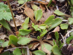 Brachyscome sinclairii