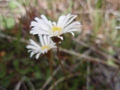 Brachyscome sinclairii