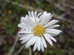 Brachyscome sinclairii