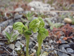Pterostylis tanypoda
