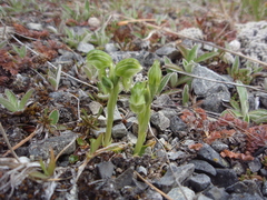 Pterostylis tanypoda