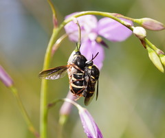 Leucopsina burnsi