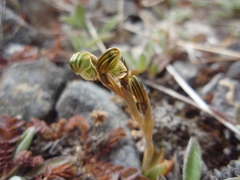 Pterostylis tristis
