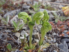 Pterostylis tanypoda