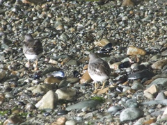 Calidris ptilocnemis