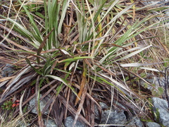 Celmisia ×pseudolyallii