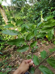 Brownea ariza