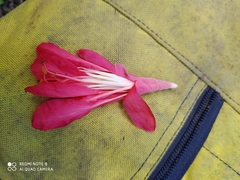Brownea ariza