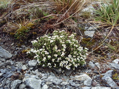 Veronica tetrasticha